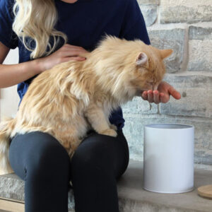 How many tins of cat food a day? 